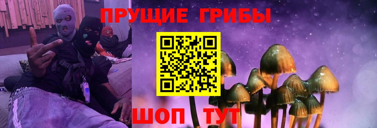 Псилоцибиновые грибы Psilocybe Петрозаводск